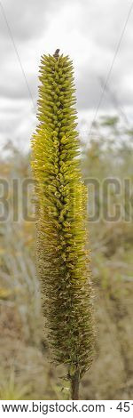 Aloe , Also Written Aloë, Is A Genus Containing Over 560 Species Of Flowering Succulent Plants.
