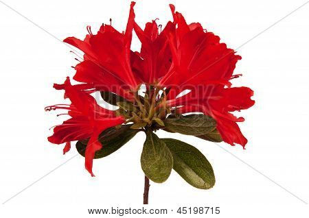 Azalea flor roja