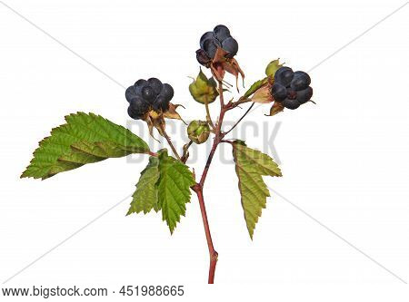 Branch Of European Dewberry With Ripe Fruit Isolated On White, Rubus Caesius