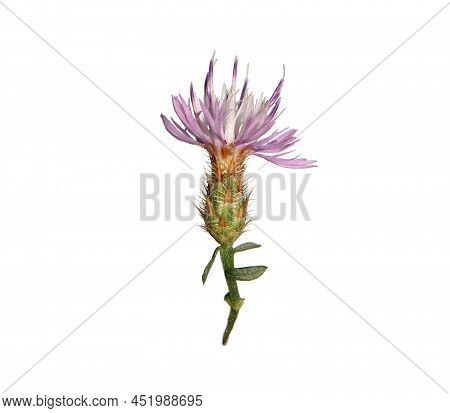 Flower Head Of Diffuse Knapweed, Centaurea Diffusa