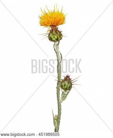 Yellow Star-thistle Flower Isolated On White, Centaurea Solstitialis