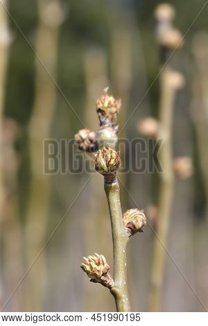 Pear Tree Beurre Hardy Branch With Buds