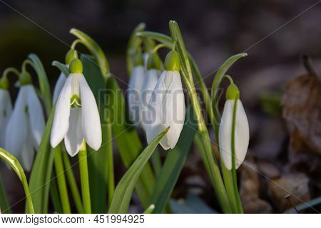 Early Spring Snowdrops, Galanthus Nivalis, Selective Focus And Diffused Background