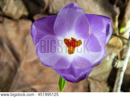 Sunlit Purple Crocus Flowers, Crocus Tommasinianus, Barr's Purple, Blooming In Spring, Side View, Gr