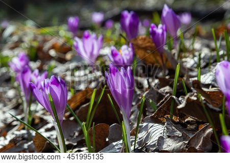 Close Up Of A Woodland Crocus, Crocus Tommasinianus, Flower Emerging Into Bloom