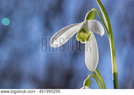 White Snowdrop Flower, Close Up. Galanthus Blossoms Illuminated By The Sun In The Green Blurred Back