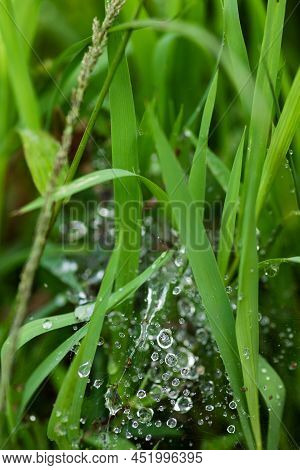 Morning Dew On Spider Web In The Green Grass