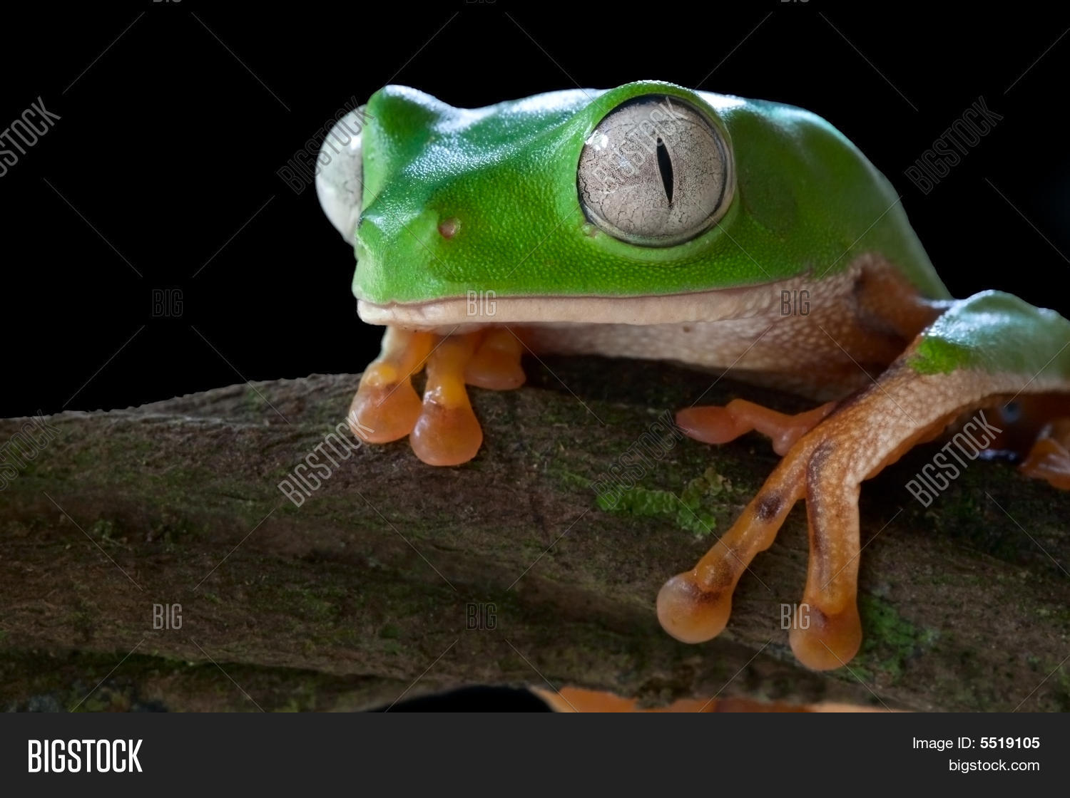 Image Preview