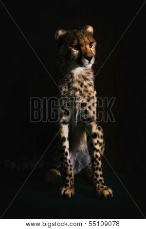 Baby Cheetah looking into the distance on dark background