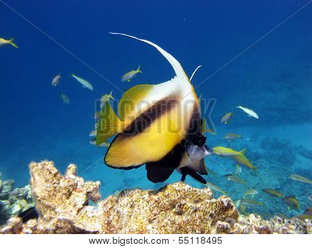 Red Sea Bannerfish