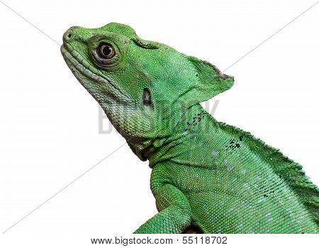 Plumed basilisk