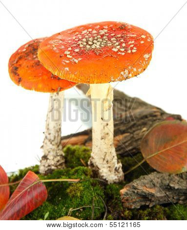 red amanitas with moss isolated on white 