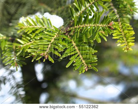 Silver fir