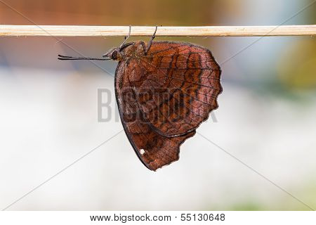 Angled Castor Butterfly