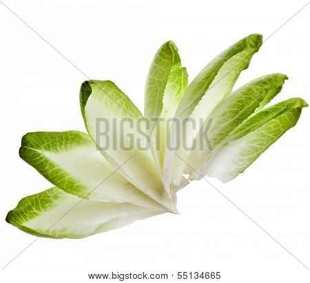 endive chicory leaves isolated on a white background 