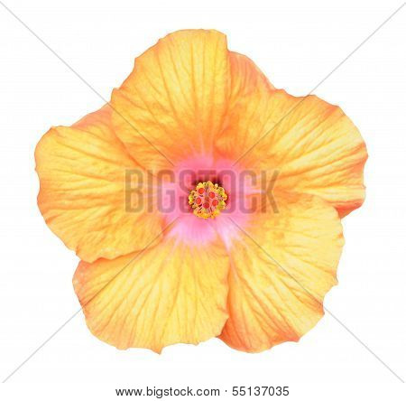 Hibicus Flower