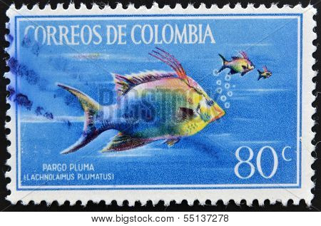 Stamp printed in Colombia shows Pargo Pluma lachnolaimus plumatus