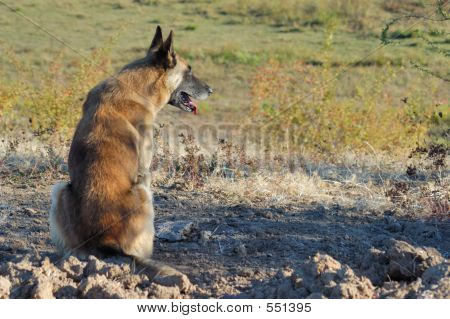 Guardian hond