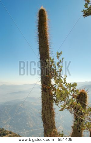 Cactus Over de stad