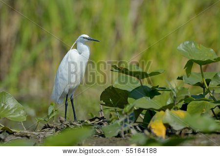 Little egret (egretta garzetta)