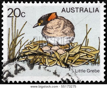 Little Grebe Stamp