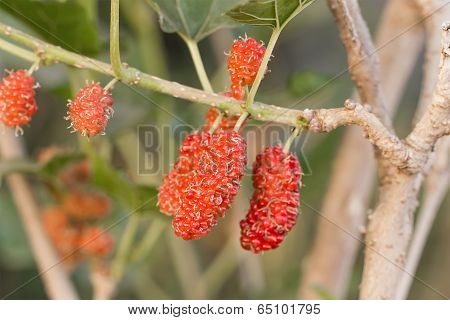 Mulberry On Tree Is Berry Fruit In Nature
