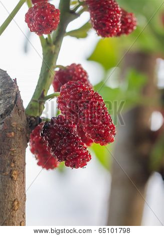 Mulberry On Tree Is Berry Fruit In Nature