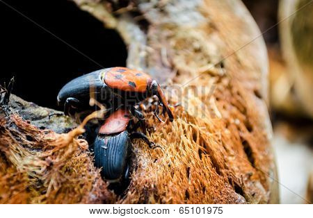Red Palm Weevil