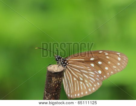 butterfly,Blue Tiger,Tirumala limniace,