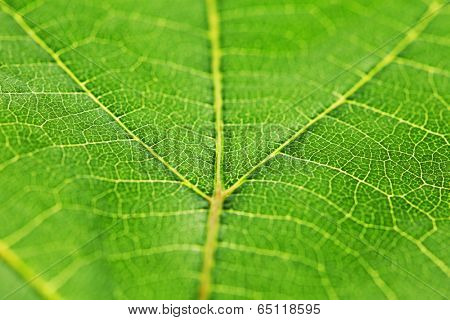 Fresh dreen leaf texture macro close-up
