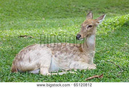 close - up Eld s Deer in wild nature