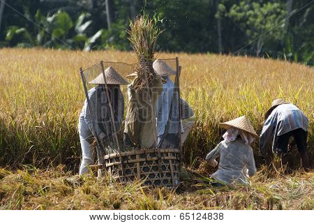 Rice Threshing In Bali, Indonesia