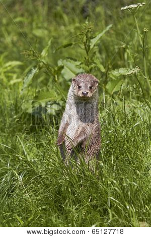 Otter