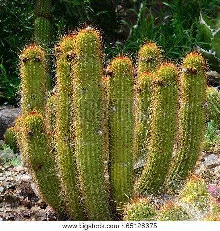 Organ pipe cactus.