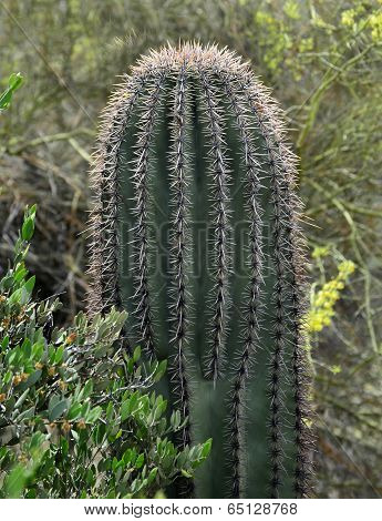 Close up of a prickly cactus