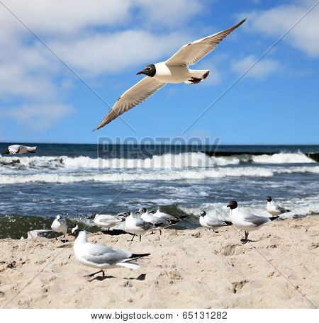 seagulls are flying against the beach