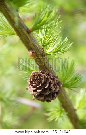 Branch Of Larch Tree With Cone