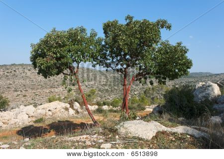 Corbezzolo o corbezzolo sulla collina rocciosa
