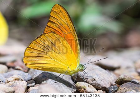 Orange Albatross Butterfly