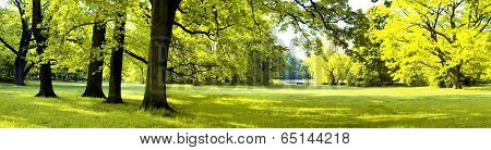Lush forest in spring time