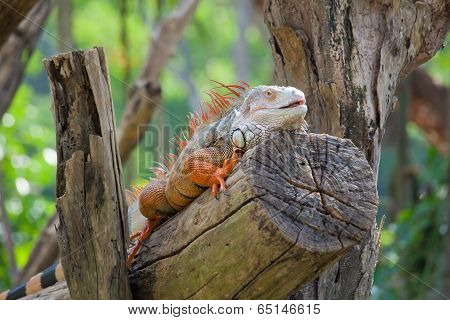 Iguana Reptile Sitting