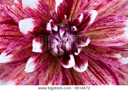 blomst