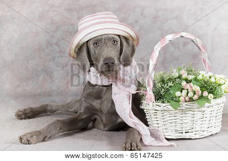 Wirehaired Slovakian Pointer Dog