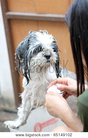 Dog Taking A Shower With Soap And Water.