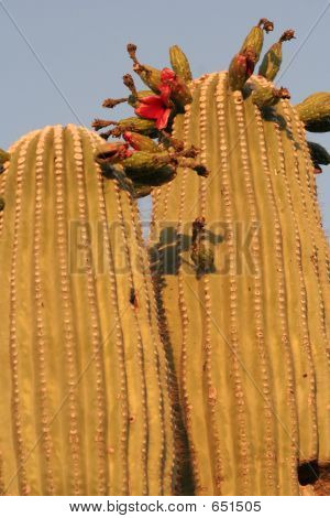 Sunkissed Saguaro