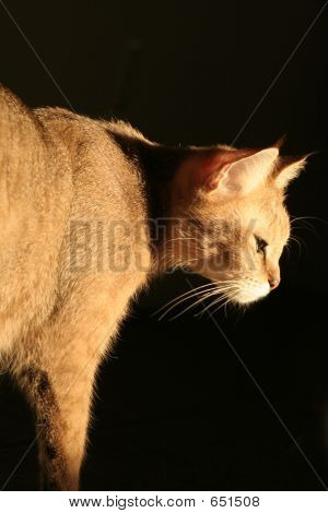 Stone Puma leselkedik