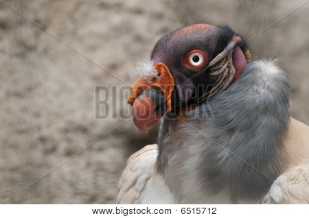 König vulture