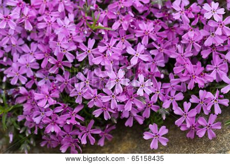 Aubrieta cultorum - pink or purple small flowers