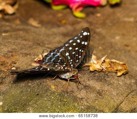 Female Of Aarchduke Butterfly