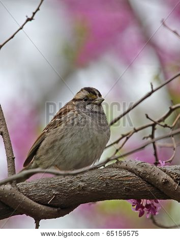 White-throated Sparrow, Zonotrichia Albicollis